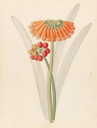 Cyrtanthus [Clivia nobilis]