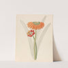 Cyrtanthus [Clivia nobilis] by Clemenz Heinrich Wehdemann