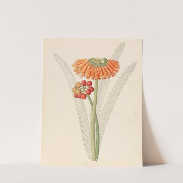 Cyrtanthus [Clivia nobilis] by Clemenz Heinrich Wehdemann