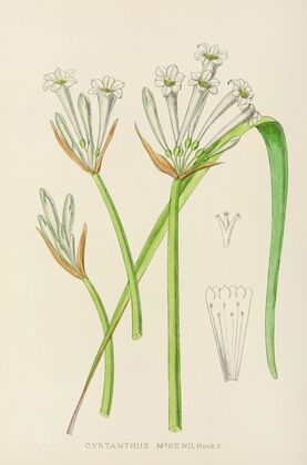 Cyrtanthus Mckenii