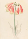 Cyrtanthus oblig [Cyrtanthus obliquus]