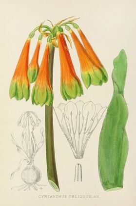 Cyrtanthus Obliquus