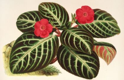 Cyrtodeira fulgida