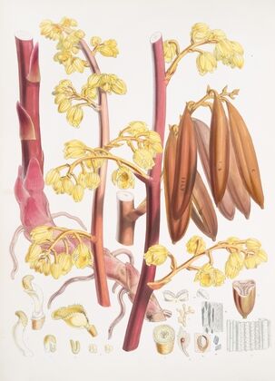 Cyrtosia Lindleyana, H.f. & T. (1855)