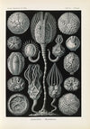 Cystoidea. – Beutelsterne
