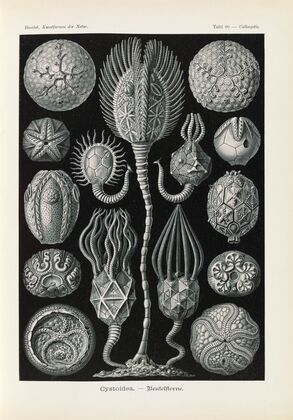 Cystoidea. – Beutelsterne