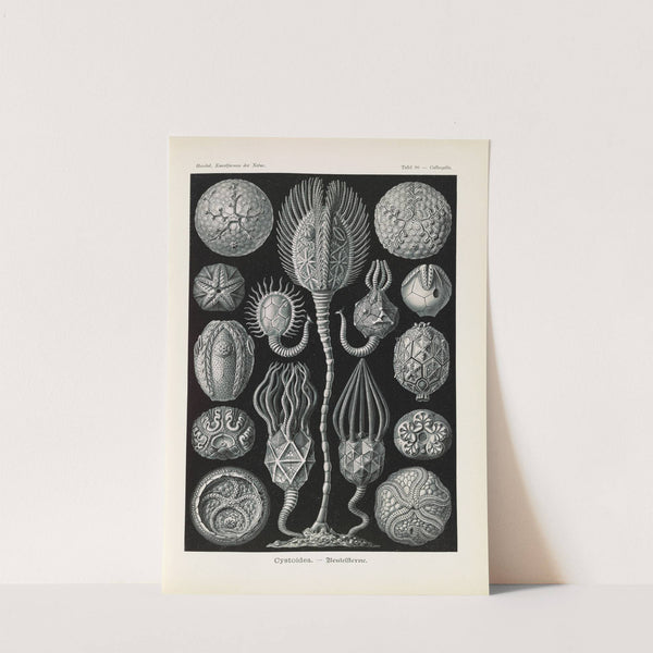 Cystoidea. - Beutelsterne by Ernst Haeckel