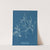 Cystoseira foeniculacea by Anna Atkins