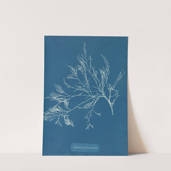 Cystoseira foeniculacea by Anna Atkins