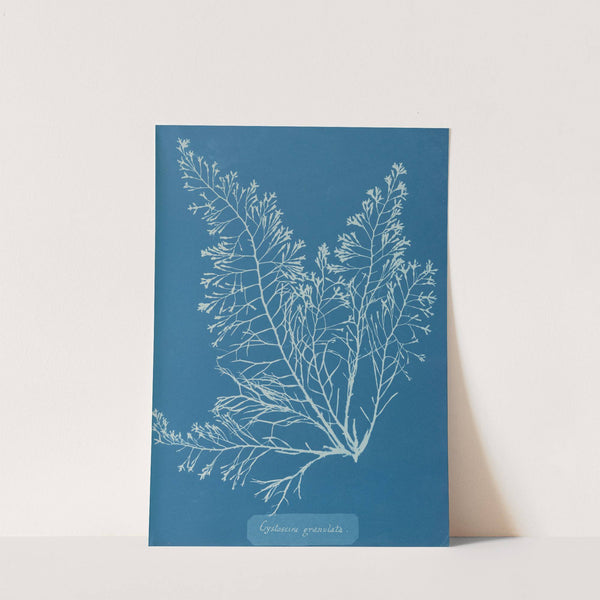 Cystoseira granulata by Anna Atkins