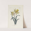 Daffodil by Carington Bowles