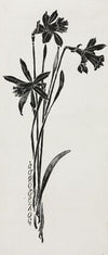Daffodils (c. 1857–1911)