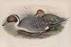 Dafila acuta. Pin-tailed Duck. (1862-1873)