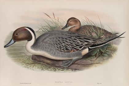 Dafila acuta. Pin-tailed Duck. (1862-1873)