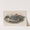 Dafila acuta. Pin-tailed Duck. (1862-1873) by John Gould