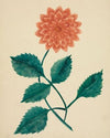 Dahlia (1800s)