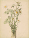 Daisies and Queen Ann’s Lace