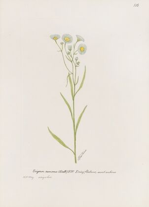 Daisy fleabane