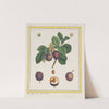 Damascus Plum (1768) by B. Michel