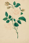 Damask Rose (1800s)