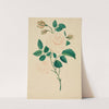Damask Rose (1800s) by Mary Altha Nims