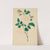 Damask Rose (1800s) by Mary Altha Nims