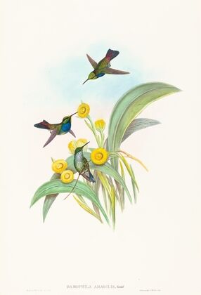 Damophila amabilis (Blue-breasted Hummingbird)
