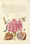 Damselfly, Carnation, Insect, Caterpillar, Ladybird, English Walnut, and Marine Mollusk (1561–1596)