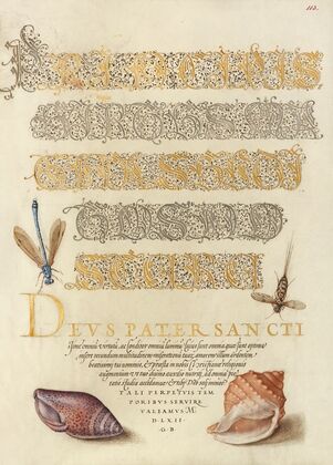 Damselfly, Insect, and Marine Mollusks (1561–1596)