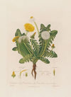 Dandelion ; in French Dens de Lion ; in Latin Dens Leonis ; in Greek Leontoden (1799–1810)