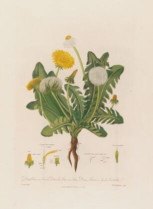 Dandelion ; in French Dens de Lion ; in Latin Dens Leonis ; in Greek Leontoden (1799–1810)