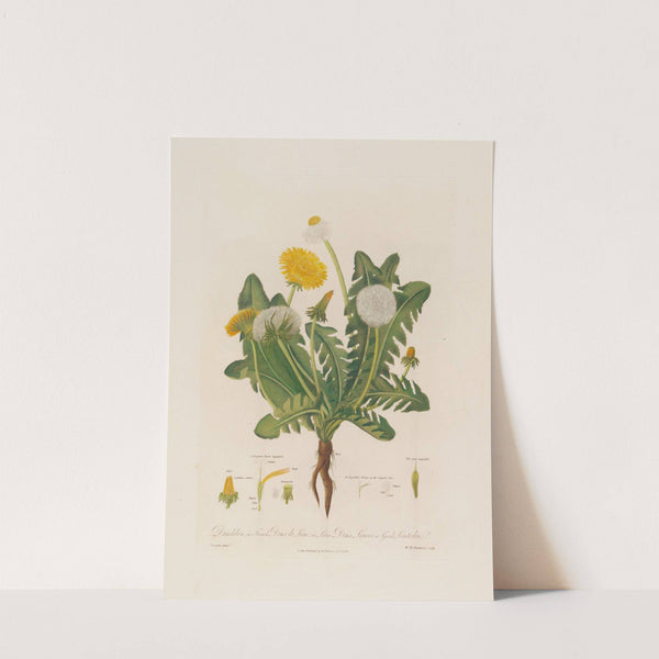 Dandelion ; in French Dens de Lion ; in Latin Dens Leonis ; in Greek Leontoden (1799–1810) by Robert John Thornton