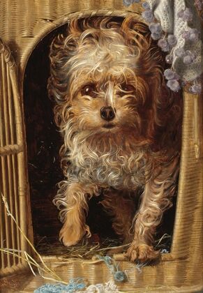 Darby In His Basket Kennel
