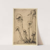 Darlingtonia (ca. 1934) by Bertha Jaques