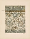 Das Thier in der decorativen Kunst Pl.12