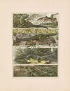 Das Thier in der decorativen Kunst Pl.14