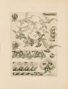 Das Thier in der decorativen Kunst Pl.17