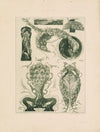 Das Thier in der decorativen Kunst Pl.28