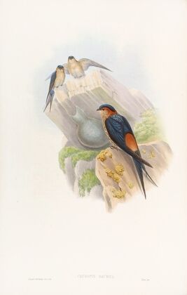 Daurian Mosque-Swallow