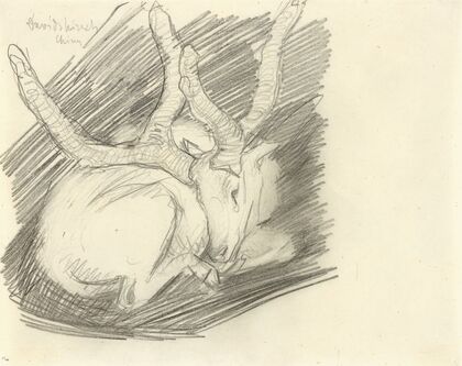 Davidshirsch (Liegender Hirsch) (1910)