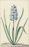 De blauwe hyacint Franciscus Primus