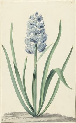 De blauwe hyacint Franciscus Primus