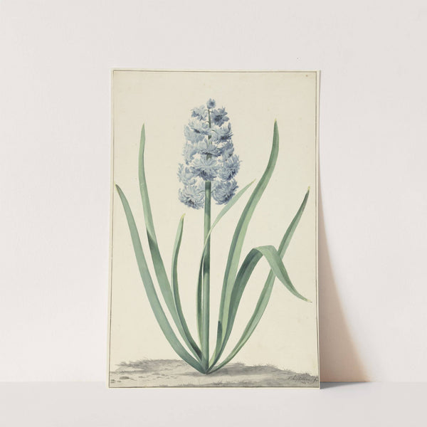 De blauwe hyacint Franciscus Primus by Jan Augustini