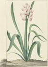 De roze hyacint Rex Rubrorum