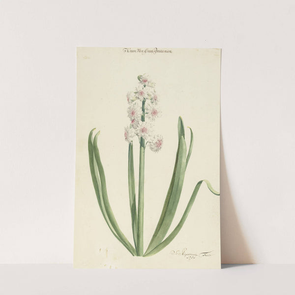 De rozewitte hyacint Kroon van Groot Brittanien by Jan Augustini