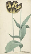 De tulp Bizard Catafalque (1765)