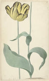 De tulp Bizard Louis d’Effroy