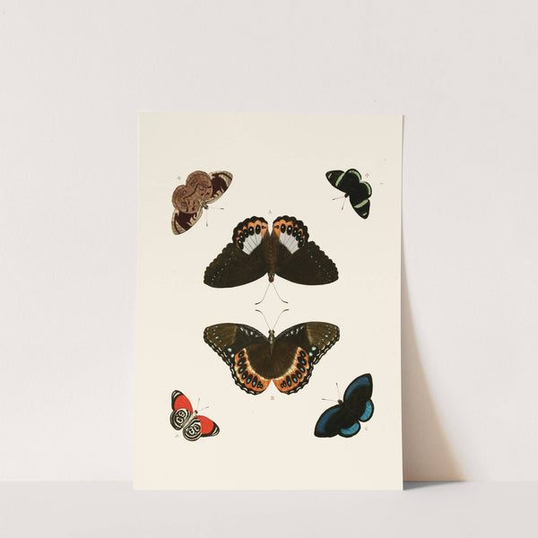 De uitlandsche kapellen voorkomende in de drie waereld-deelen, Asia, Africa en America pl24 (1779-1782) by Pieter Cramer