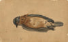 Dead Bird