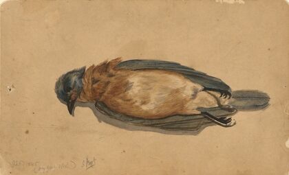 Dead Bird